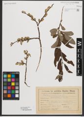 Foto von Salix appendiculata Vill.
